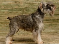 Standard Schnauzer thumbnail